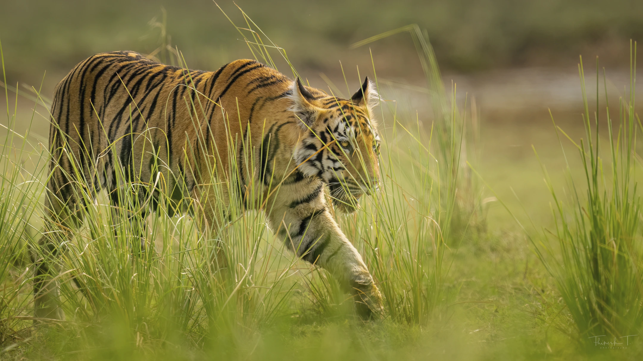 India Tiger Photography Tour – Umred & Tadoba gallery image 8